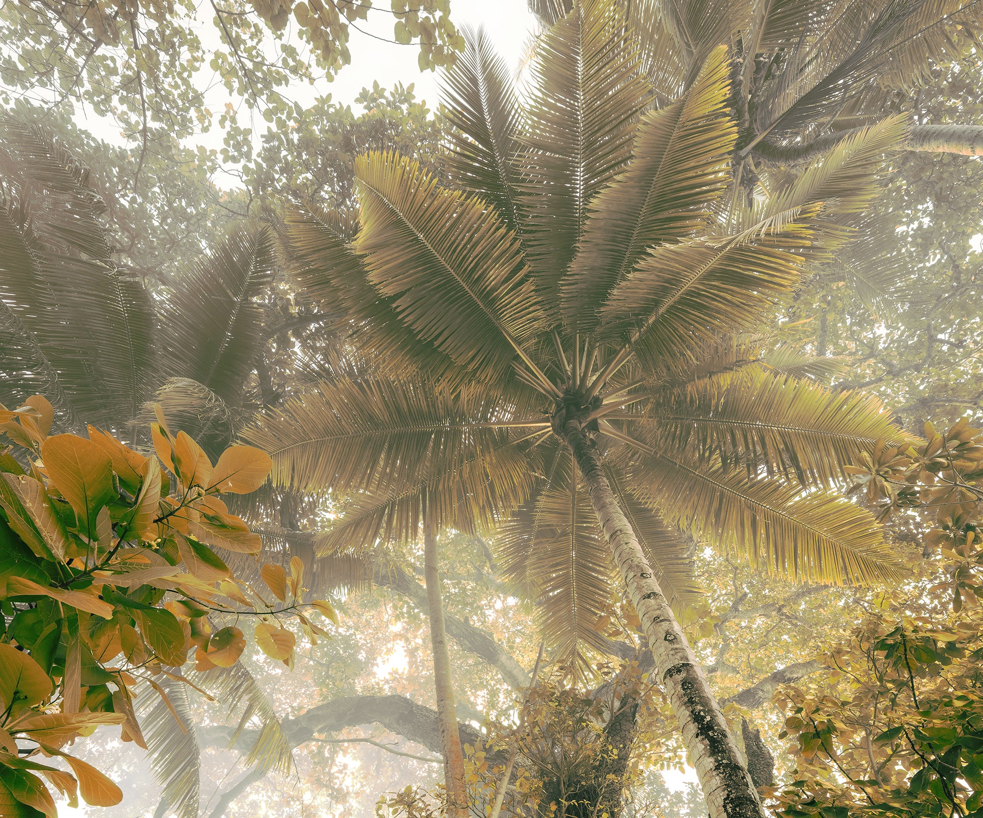 Komar Fototapete "Digitaldruck Vlies - Palms Panorama - Größe 300 x 250 cm", bedruckt-floral-geblümt-gemustert-tropisch,