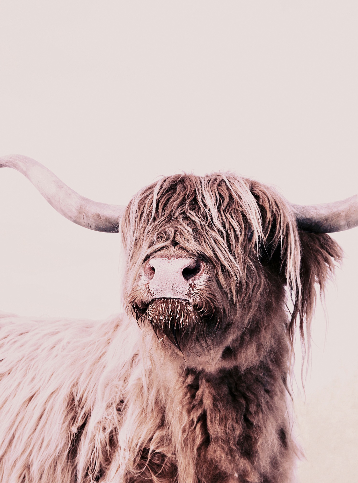 living walls Fototapete "ARTist Highland Cattle" Vlies, Wand, Schräge günstig online kaufen