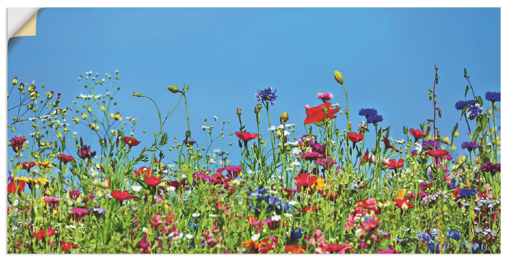 Artland Wandbild "Blumenwiese II", Blumenwiese, (1 St.), als Leinwandbild, günstig online kaufen