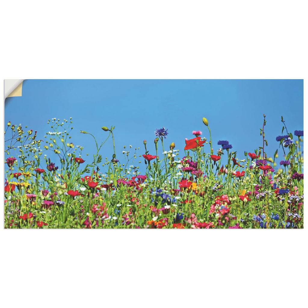 Artland Wandbild »Blumenwiese II«, Blumenwiese, (1 St.)