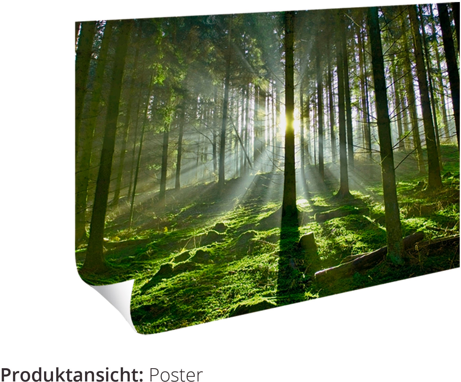 Artland Kunstdruck »Der einsame Baum«, Wiesen & Bäume, (1 St.), als Alubild, Leinwandbild, Wandaufkleber oder Poster in versch. Größen