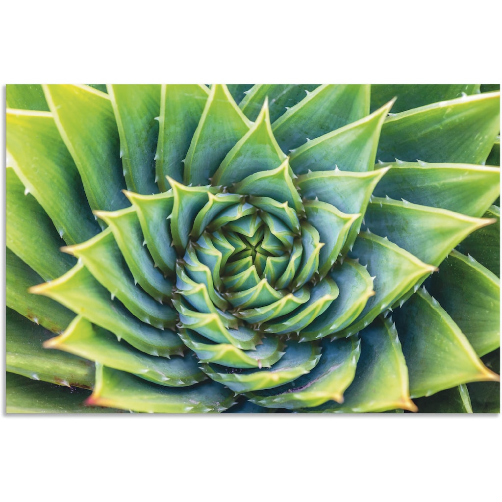 Artland Wandbild »Grüne Spirale«, Pflanzenbilder, (1 St.)