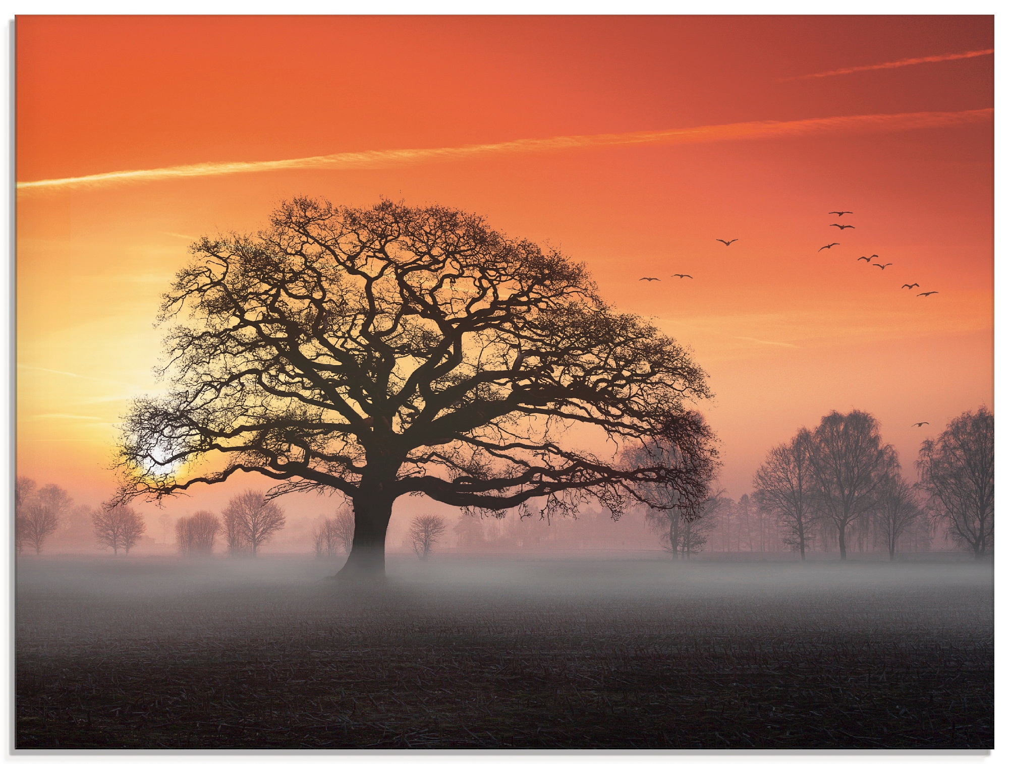 Artland Glasbild "Filigran und mehr..." Bäume 1 Stk. tlg. in verschiedenen günstig online kaufen