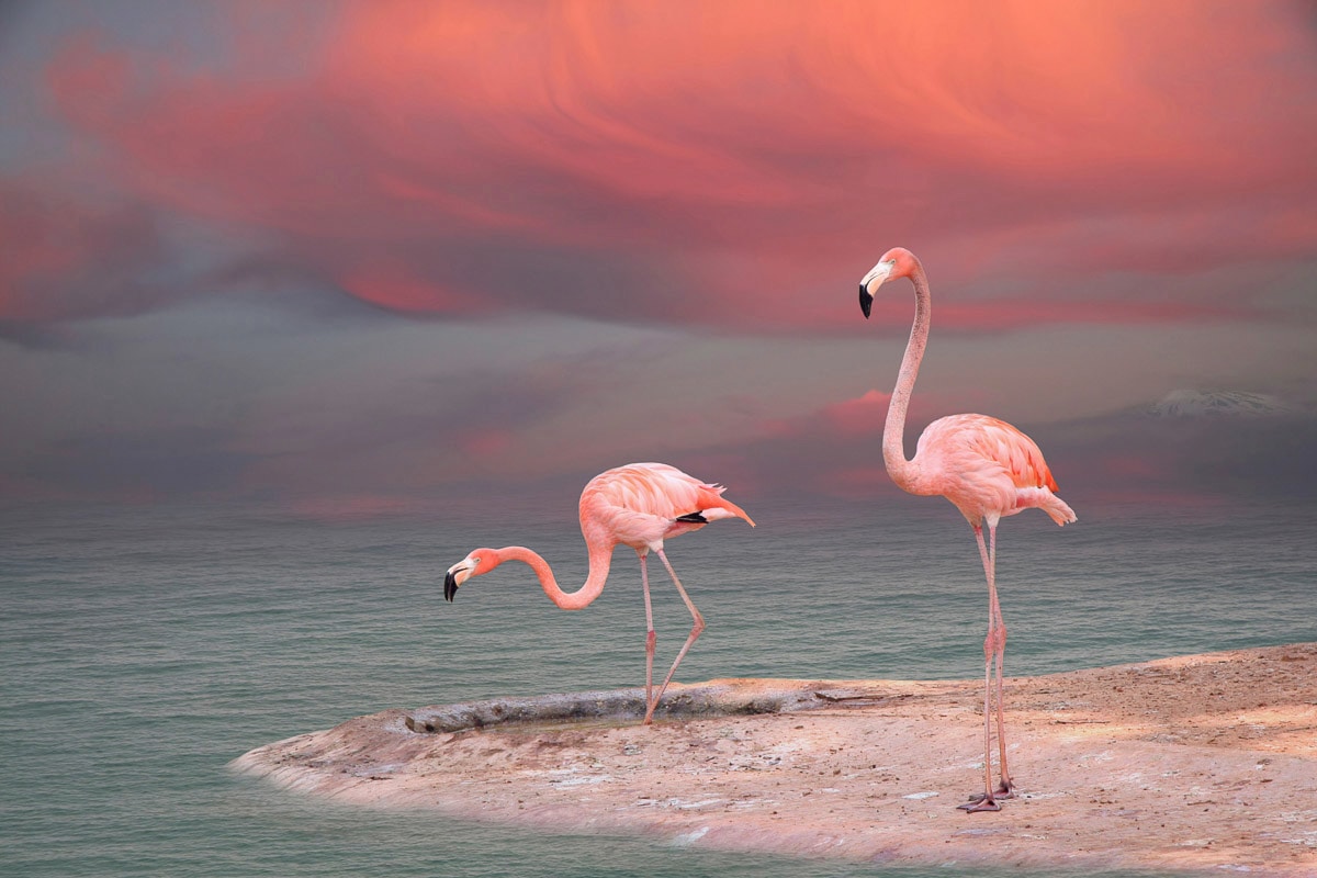 Papermoon Fototapete "ROSA FLAMINGOS-VÖGEL TIERE STRAND HIMMEL DEKOR ABSTRAKT"