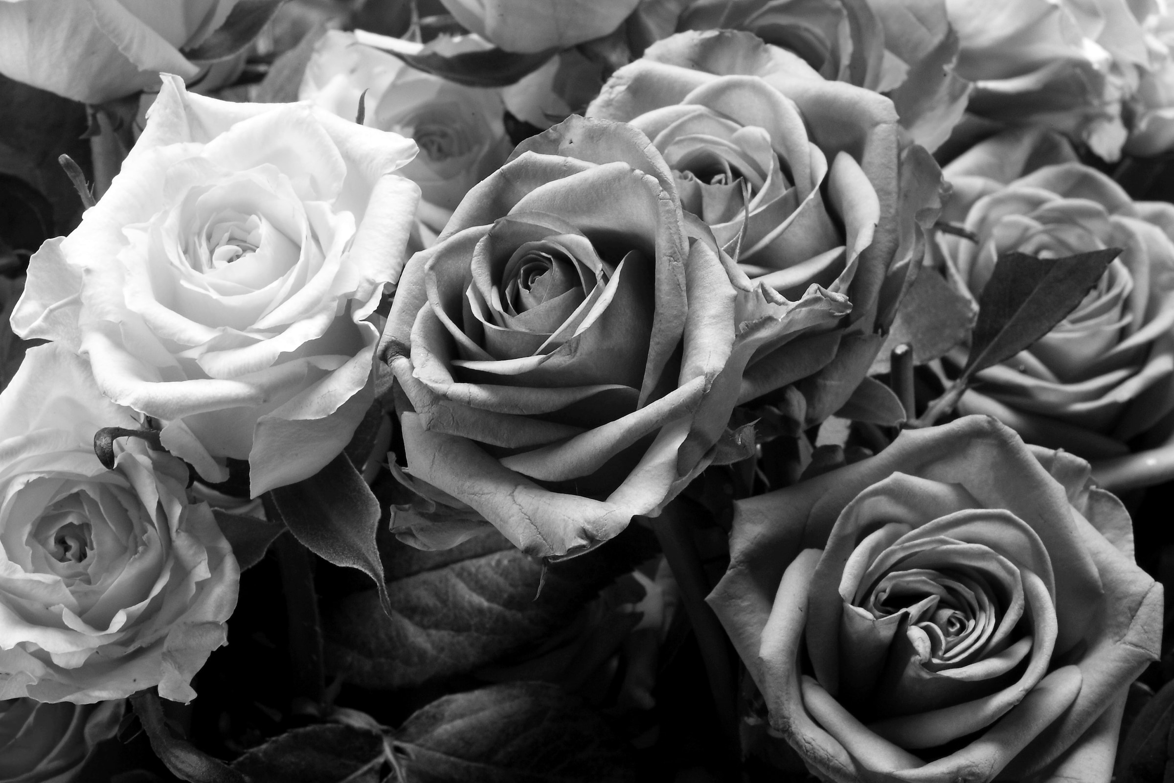 Papermoon "Blume Schwarz & Weiß"