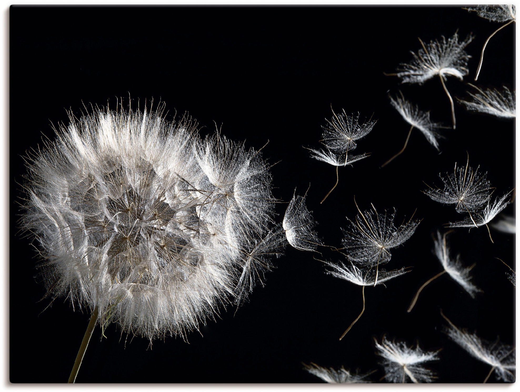 Artland Wandbild "Pusteblume" Blumenbilder 1 Stk. tlg. als Alubild, Outdoor günstig online kaufen