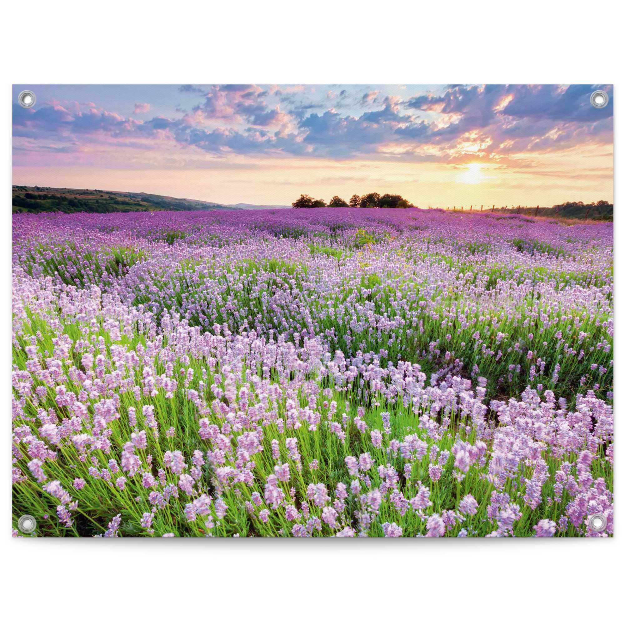 Reinders Poster "Lavender Field" Garten - Landschaft - Natur - Lila - Leinwand - 80x60 cm