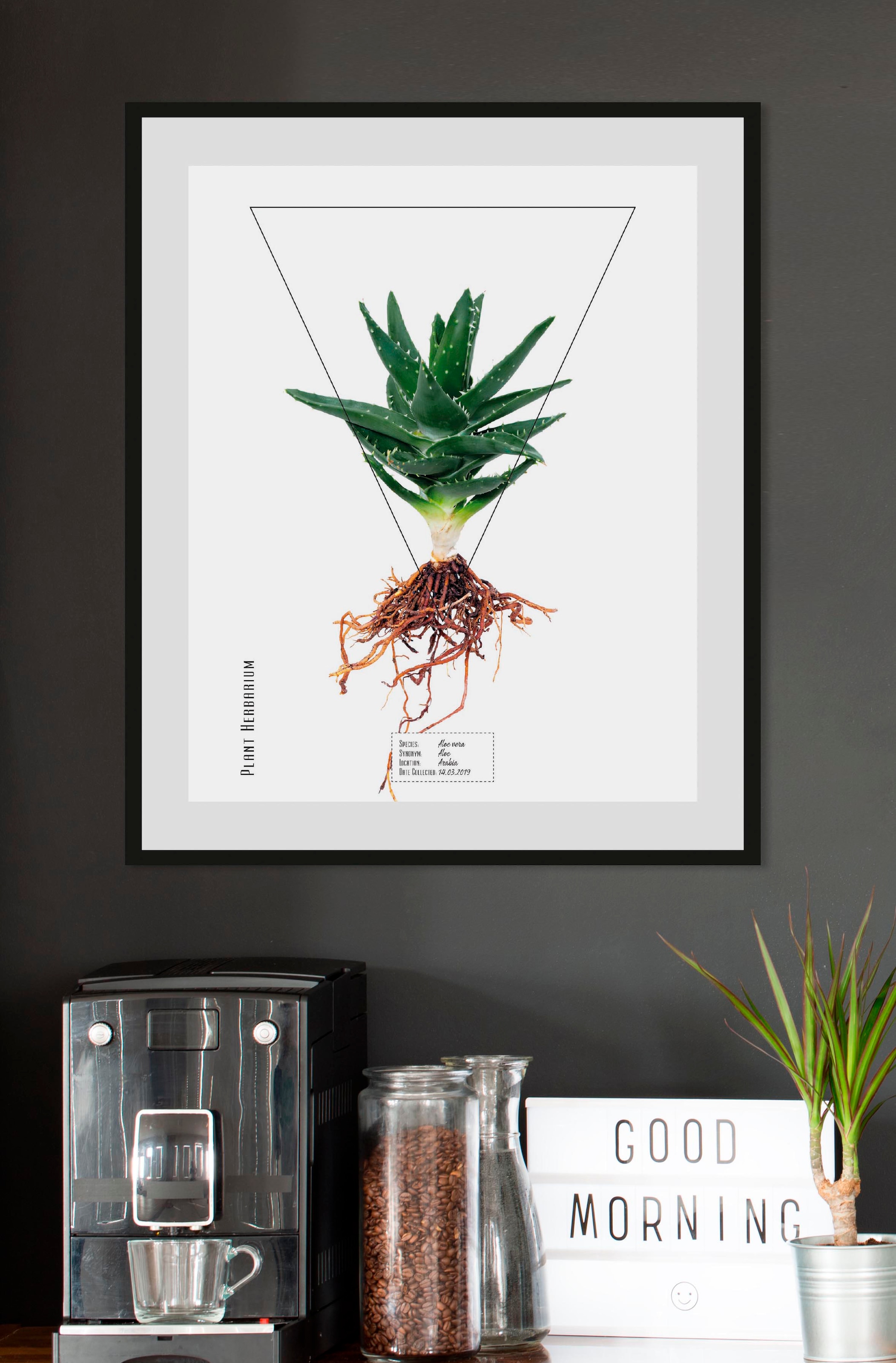 queence Paveikslas »Aloe vera« Pflanzen-Pflanz...