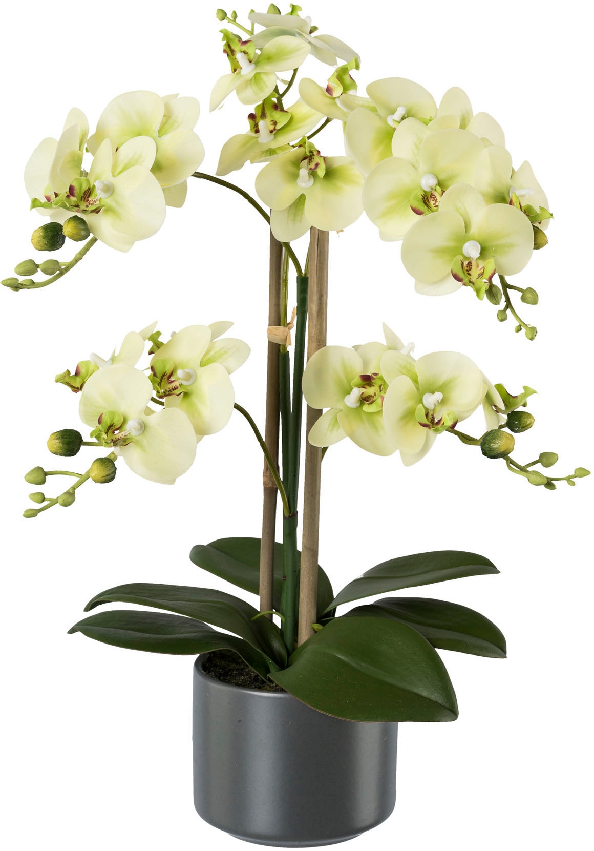 Creativ green Kunstpflanze »Orchidee«