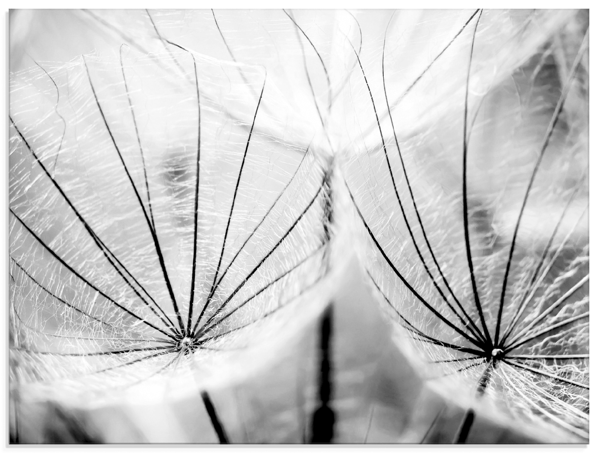Artland Glasbild "Pusteblume in schwarzweiß" Blumen 1 Stk. tlg. in verschiedenen Größen
