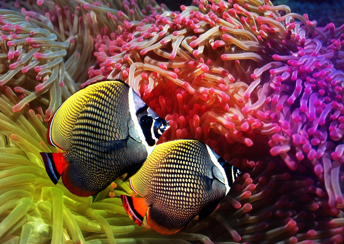 Papermoon Fototapete "Fische"