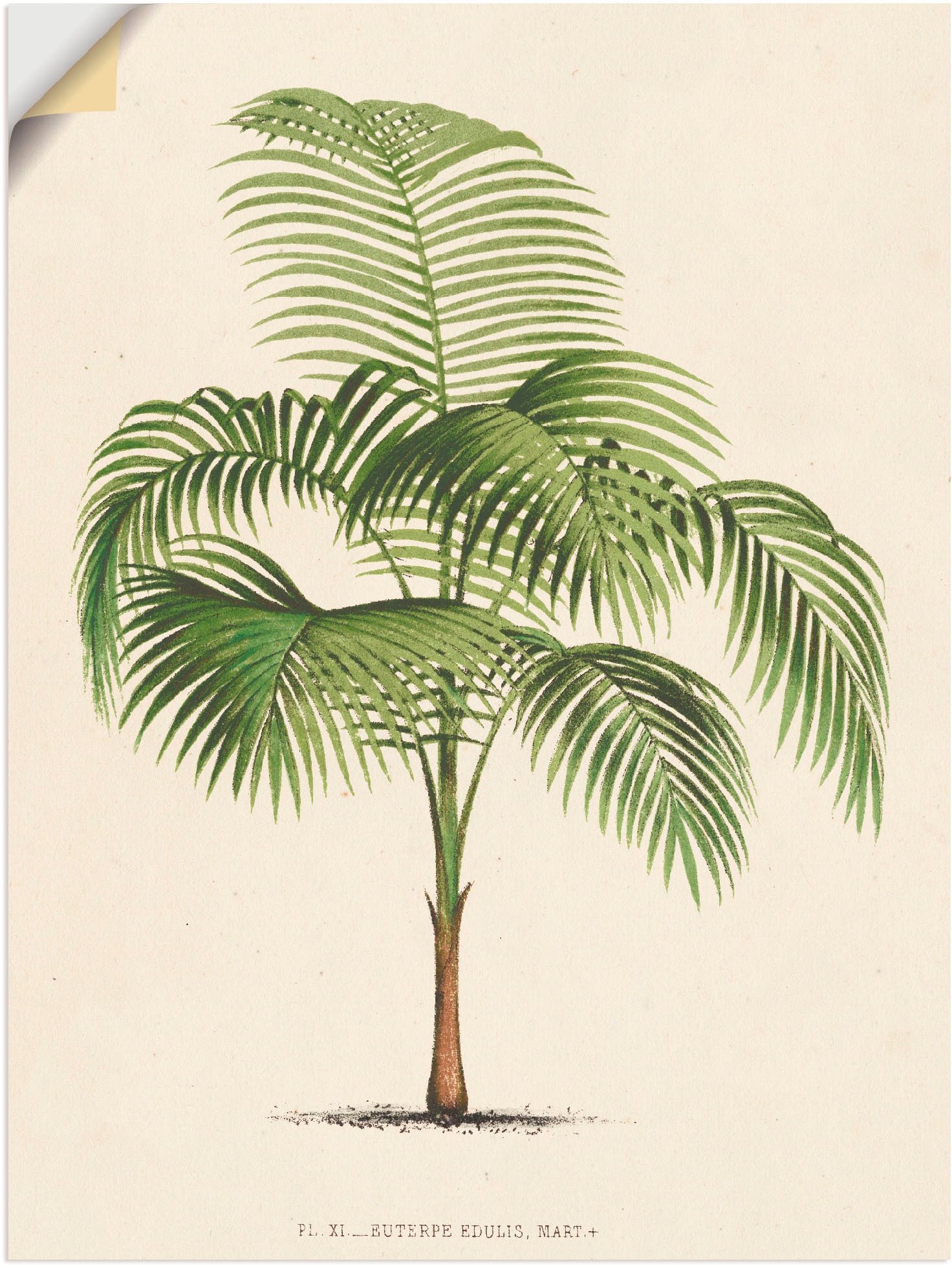Artland Wandfolie "Palme I", Pflanzen, (1 St.), selbstklebend