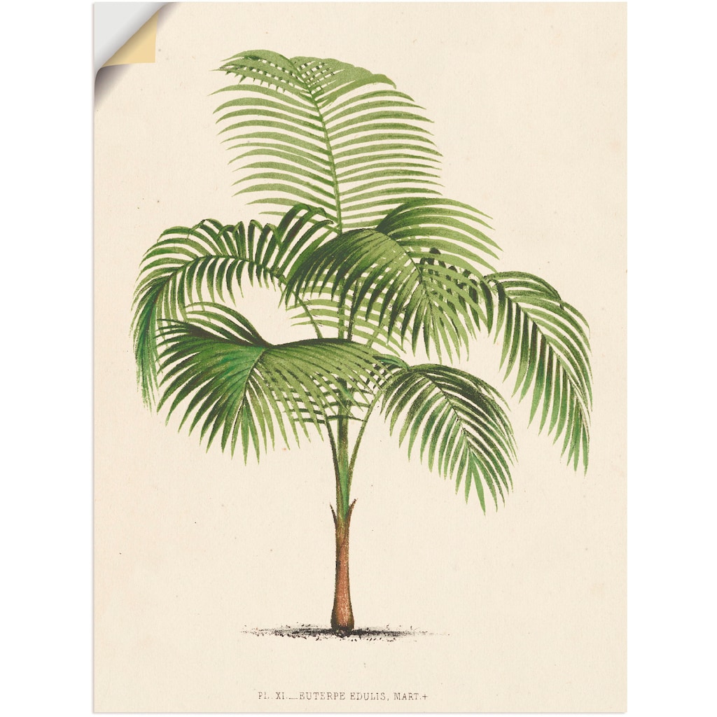 Artland Wandfolie »Palme I«, Pflanzen, (1 St.), selbstklebend
