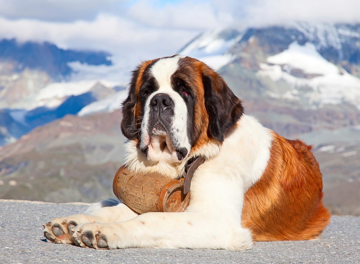 Papermoon Fototapetas »Hund«