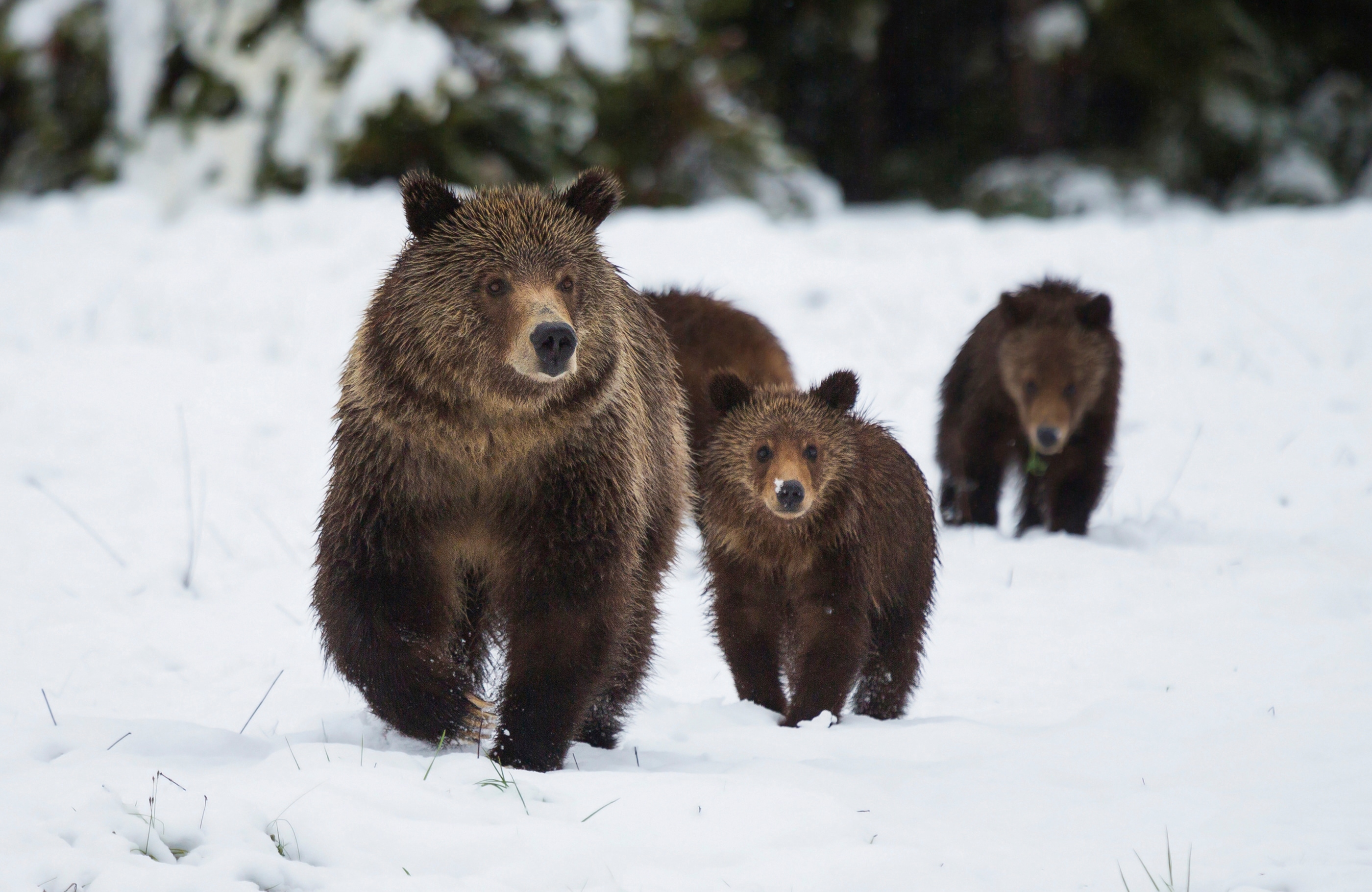 Papermoon Fototapete "GRIZZLEY BÄR-MIT JUNGEN WINTER NATUR WILDE TIERE WALD"