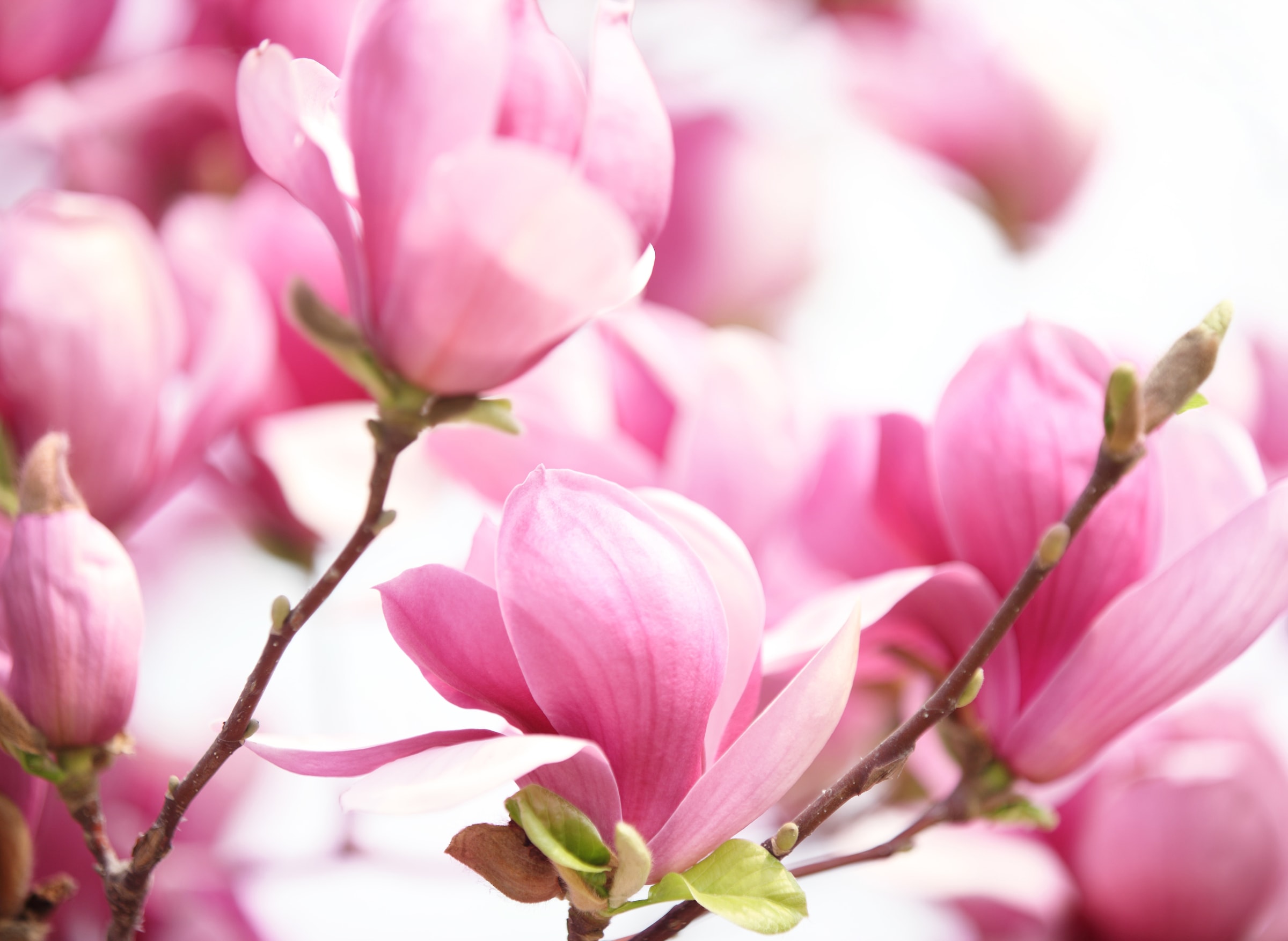 Papermoon Fototapete "Pink Magnolia" glatt