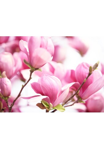 Papermoon Fototapetas »Pink Magnolia«