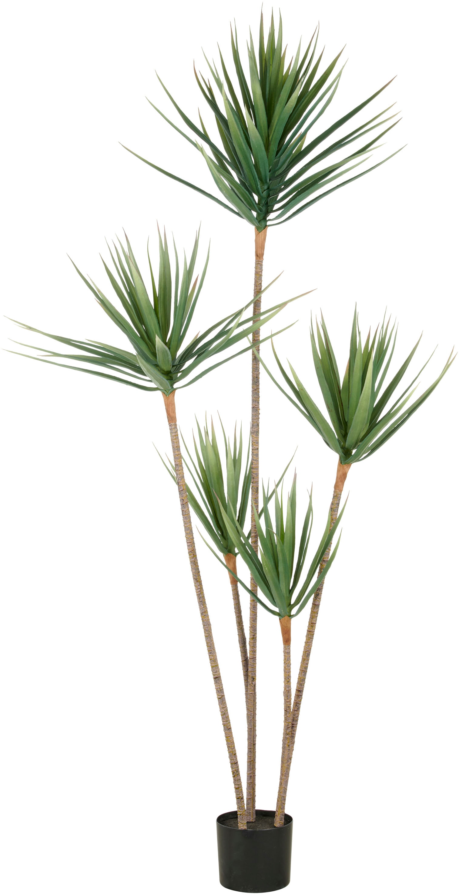 Creativ green Kunstpflanze "Dracaena draco", mit 5 Stämmen günstig online kaufen