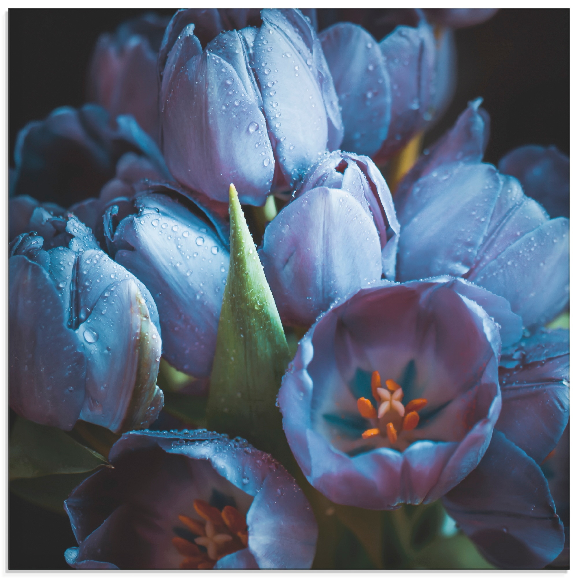 Glasbild Artland »Tulpen kaufen Blumen, verschiedenen (1 BAUR in | St.), Größen Blau«,