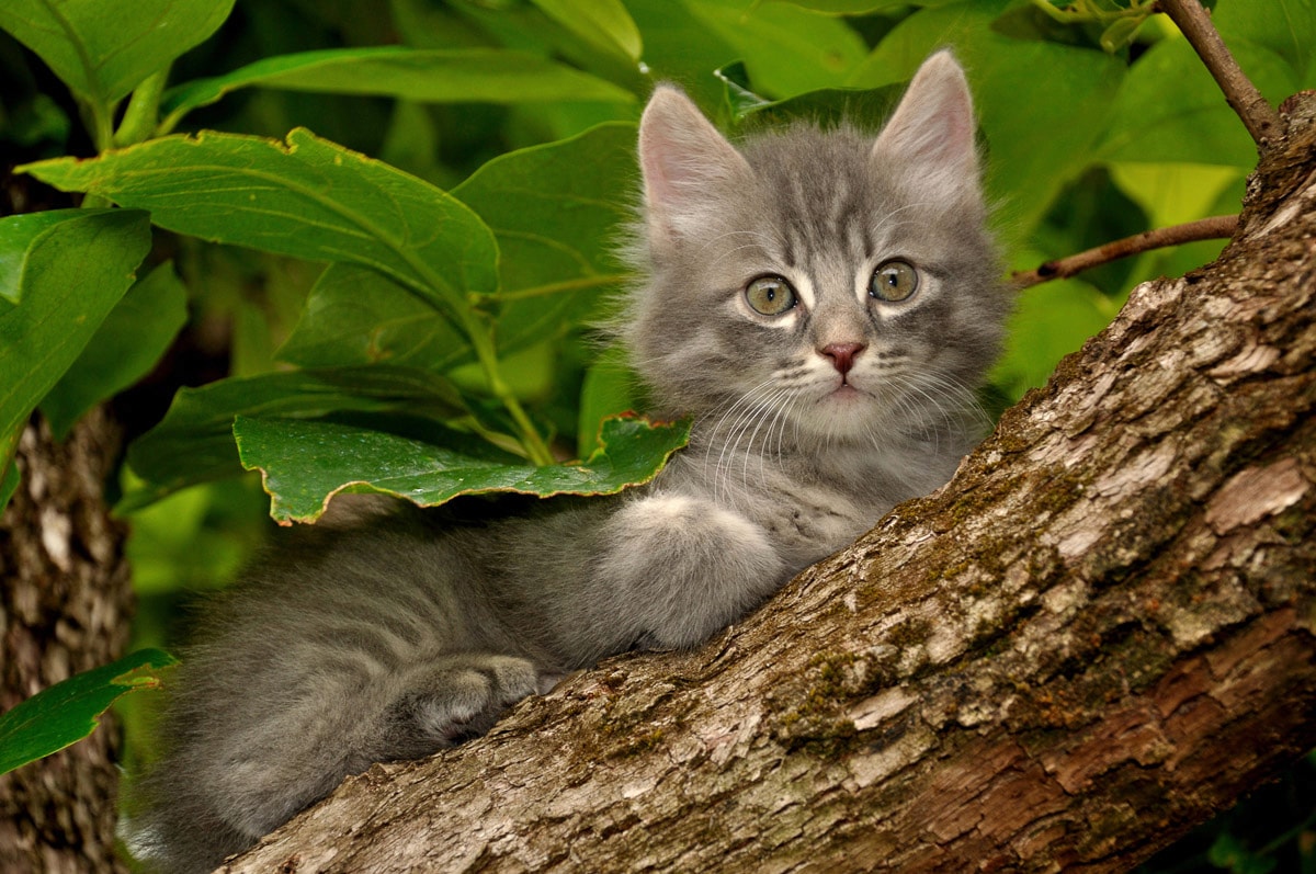 Papermoon Fototapetas »Katze im Baum«