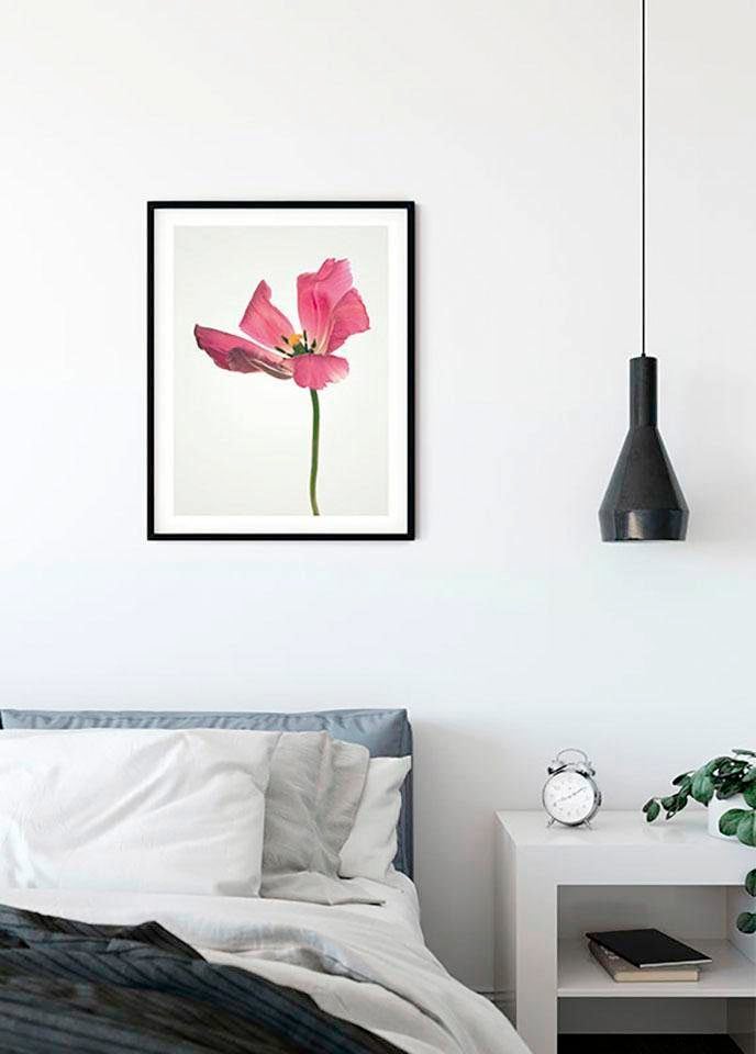 Komar Bild »Tulip« Blumen 1 Stk. tlg. Wandbild zur Dekoration - ohne Rahmen