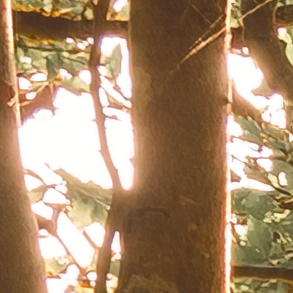 Komar Fototapete »Vlies Fototapete - Bold Birch - Größe 400 x 250 cm« Motiv | bedruckt glatt