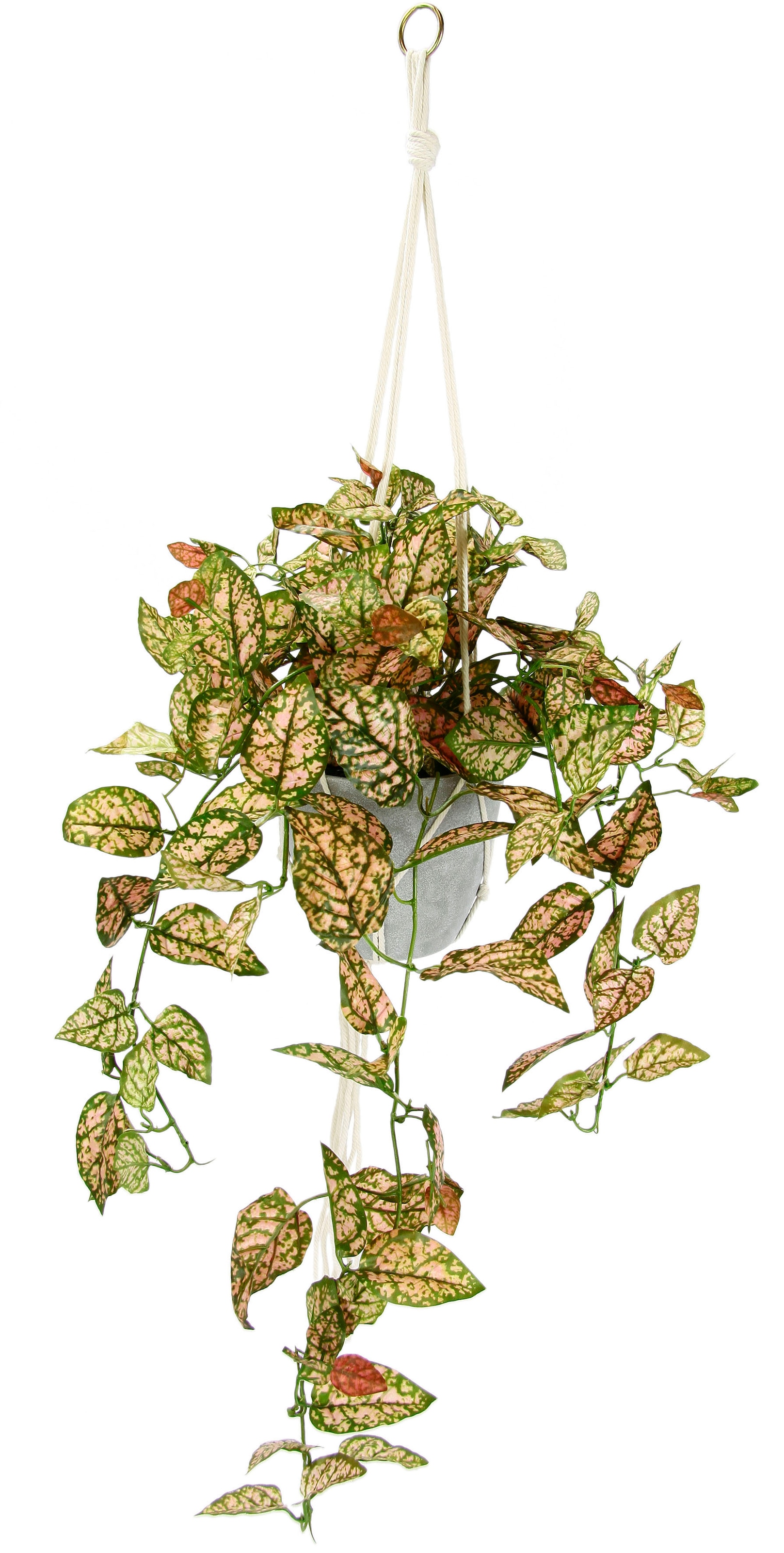 I.GE.A. Kunstpflanze mit »Künstliche | Fittonia bestellen Kunstpflanze«, Topfpflanze Topf BAUR Hängeampel Kunstblume