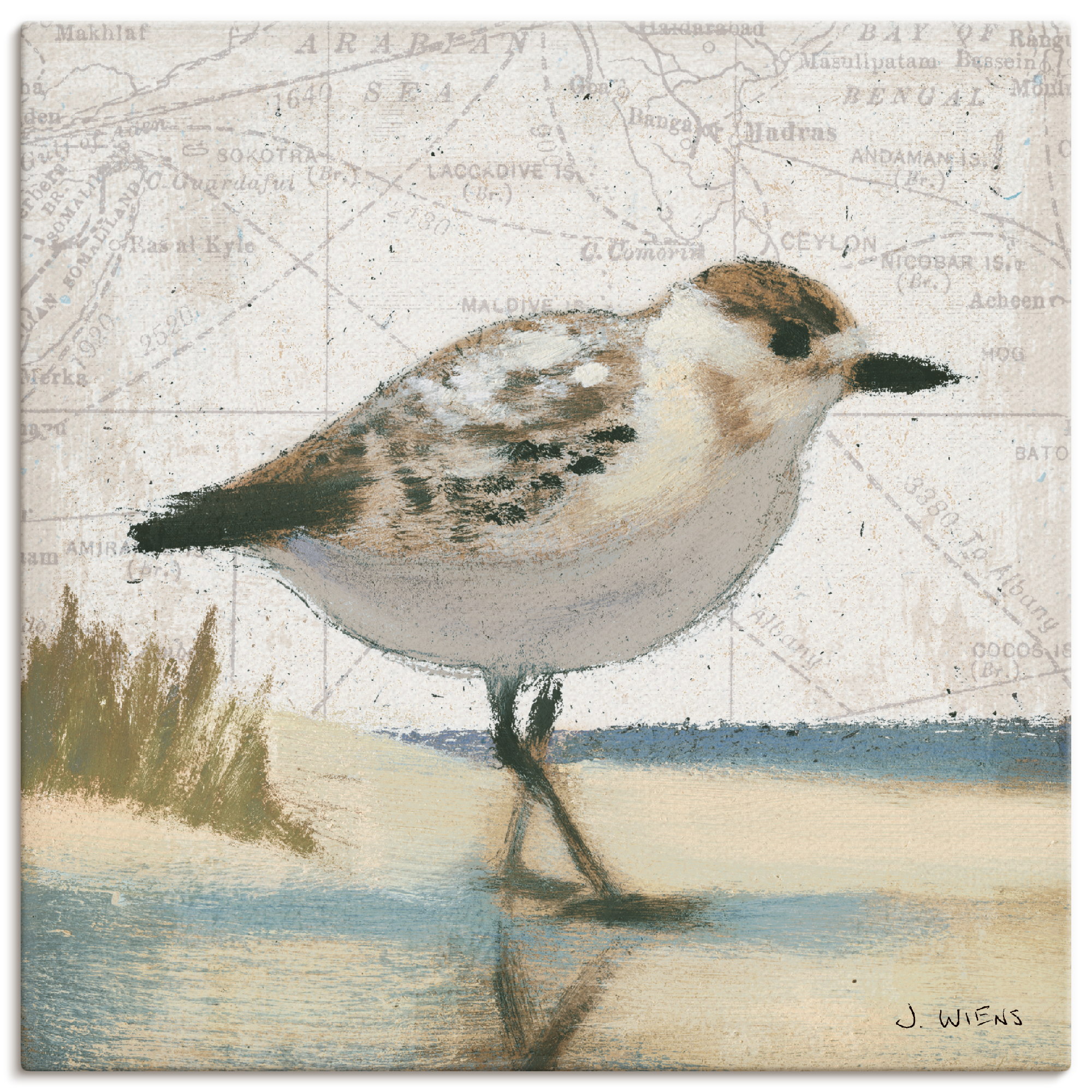 Artland Leinwandbild "Möwe I" Vögel 1 Stk. tlg. auf Holzrahmen gespannt