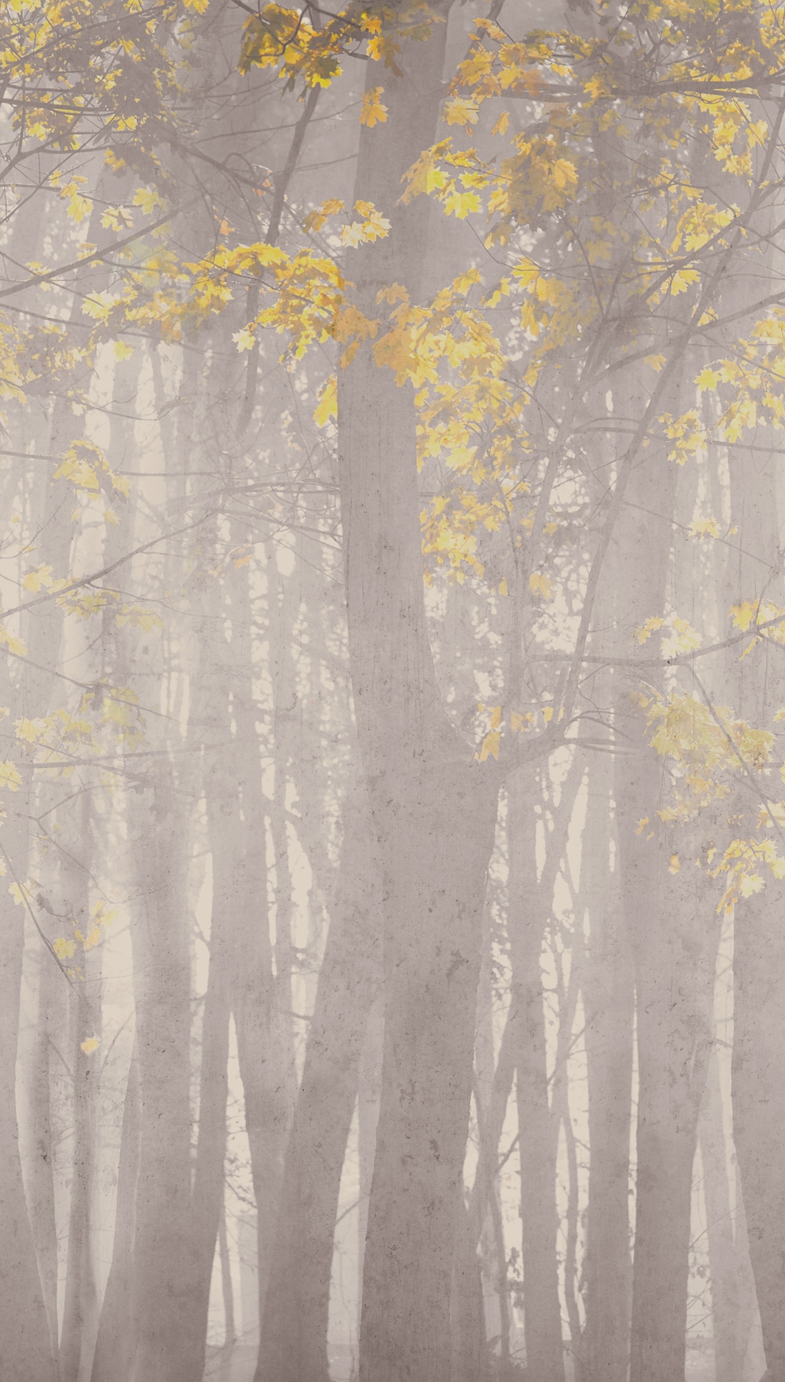 living walls Fototapete »The Wall 4 Botanic – Atmosphärischer Wald Vlies-Fototapete« Motiv | matt | naturalistisch leicht strukturiert Atmosphärischer Wald mit atmosphärischer Tiefe