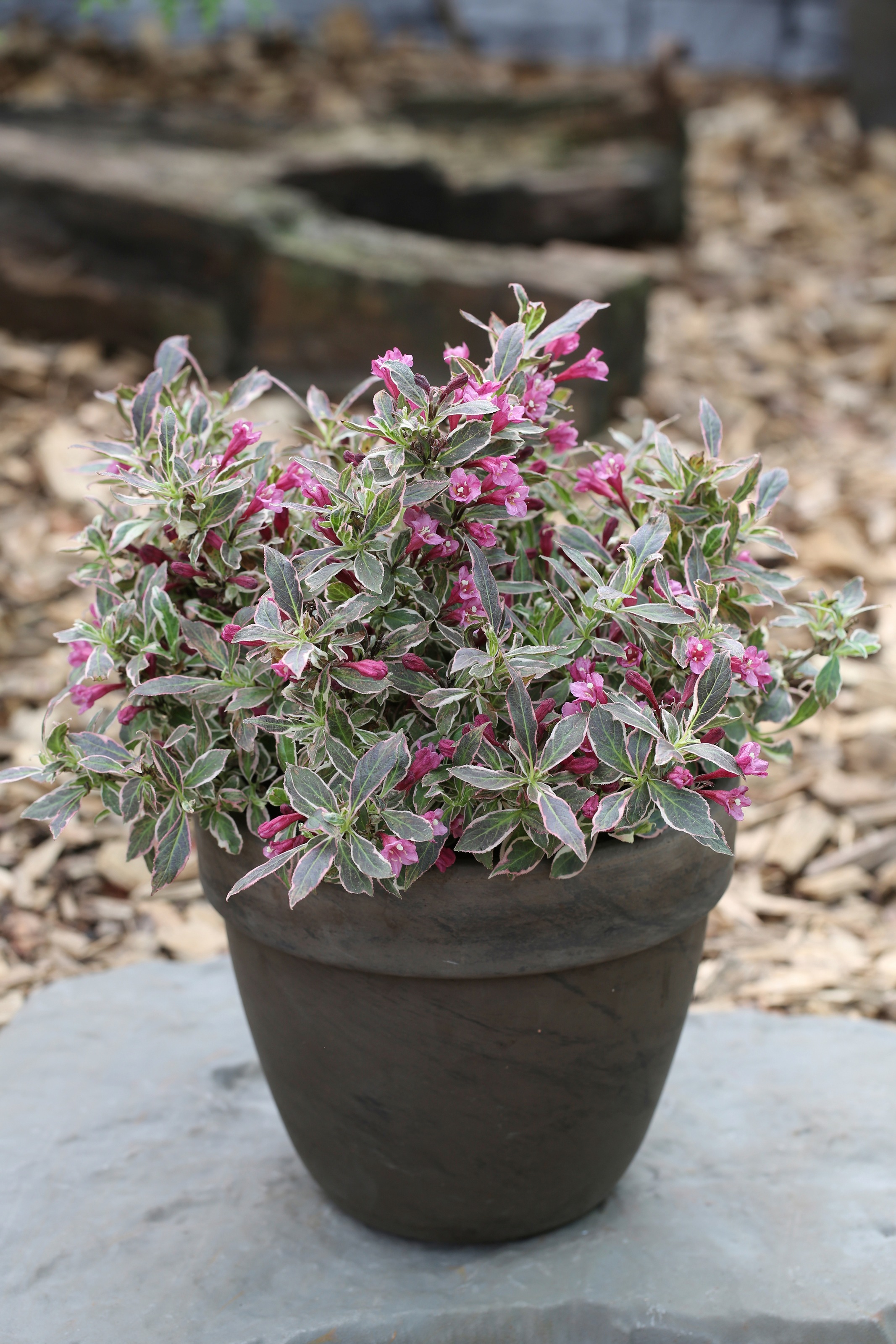 BCM Gehölze »Weigelie 'All Summer Monet' ®«, (3 St.), Höhe: 30-40 cm, 3 Pflanzen kaufen