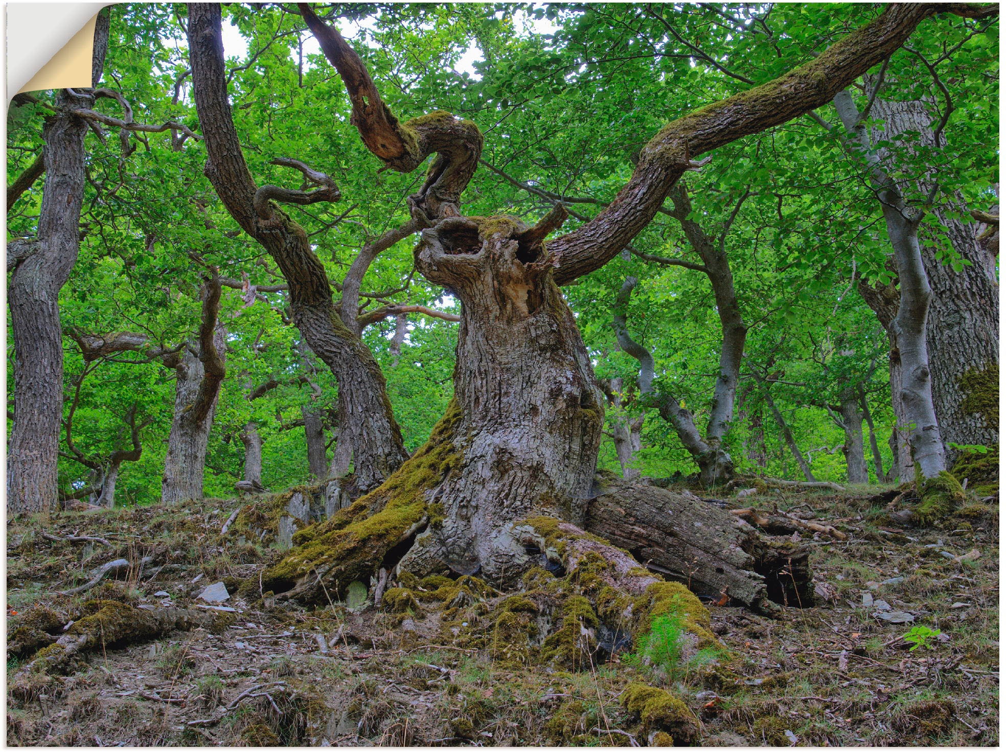 Artland Wandbild »Eichen Größen | Märchenwald«, Leinwandbild, St.), Wald, in (1 Wandaufkleber ein BAUR wie versch. als oder bestellen Poster