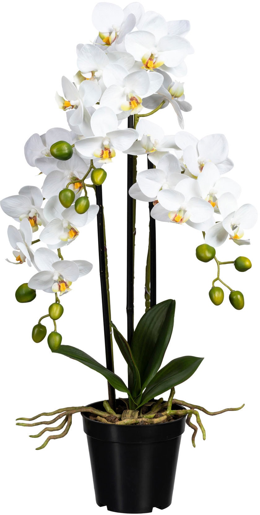 Creativ green Kunstorchidee »Phalaenopsis« kaufen | BAUR | Kunstorchideen