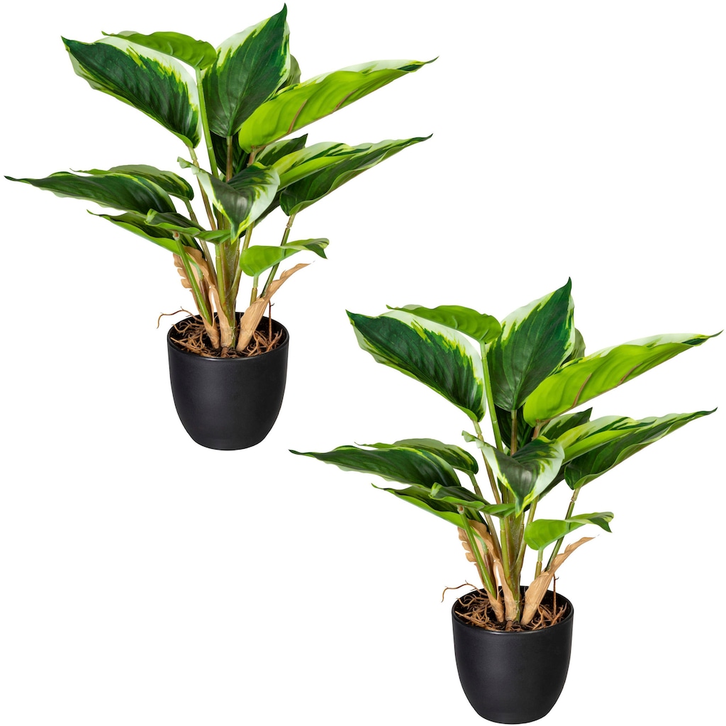 Creativ green Künstliche Zimmerpflanze »Grünpflanze Hosta«