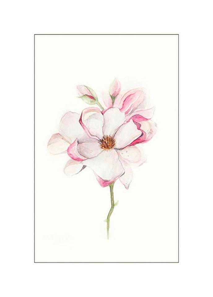 Komar Bild "Magnolia Blossom" Blumen 1 Stk. tlg. Wandbild zur Dekoration - ohne Rahmen