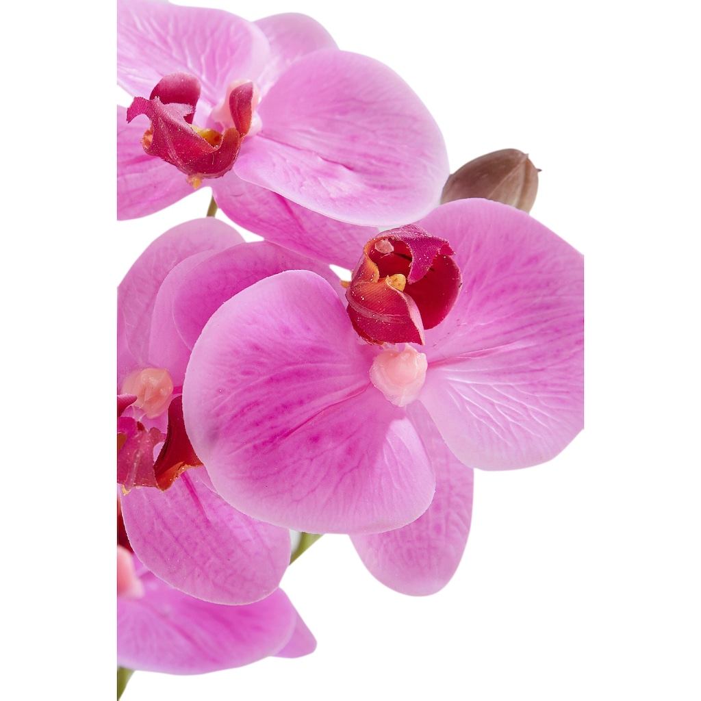 Leonique Kunstpflanze »Orchidee«