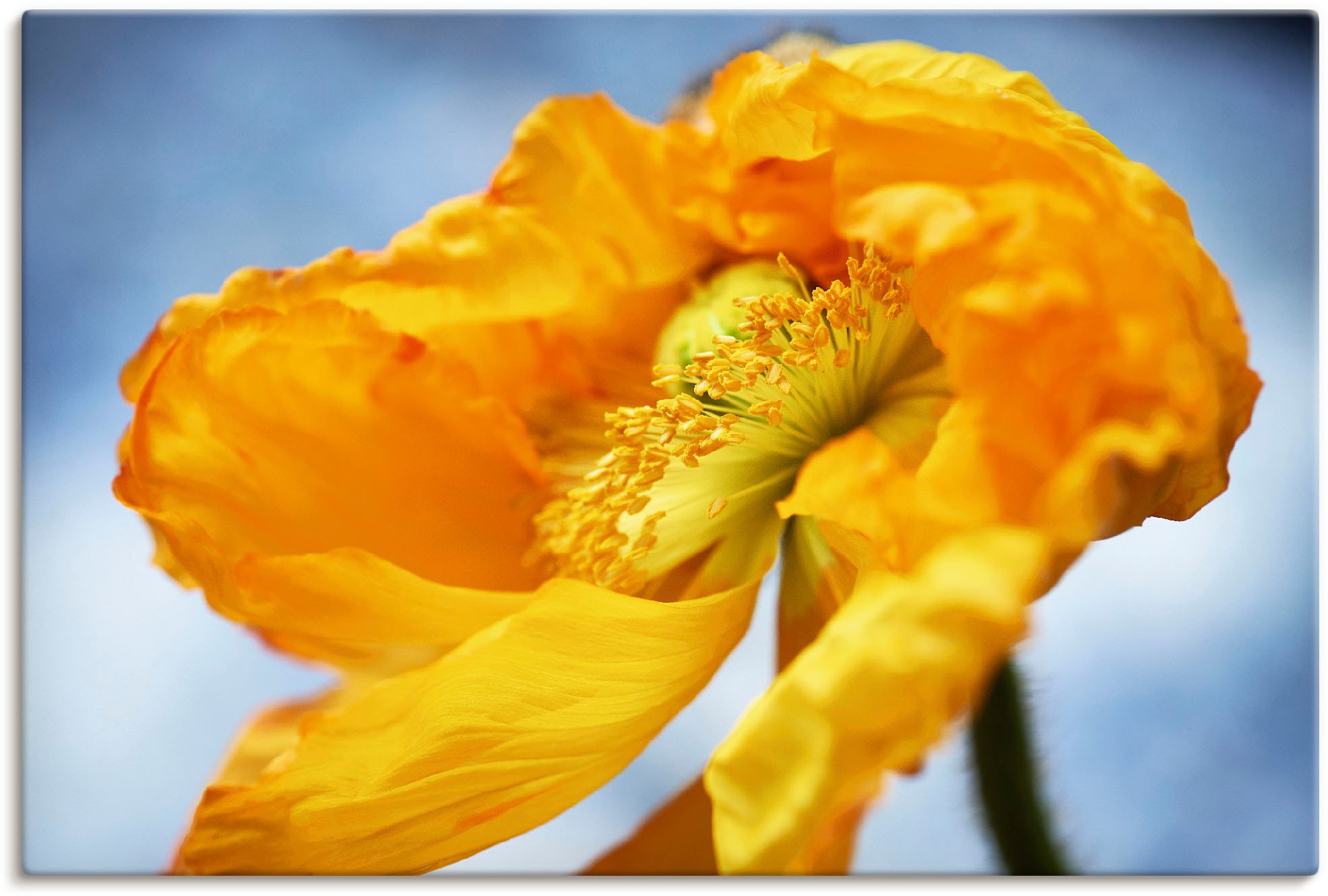 Artland Wandbild »Gelbe bestellen St.), Poster als in Mohnblüte«, | oder Alubild, Blumenbilder, Leinwandbild, (1 BAUR Wandaufkleber Größen versch