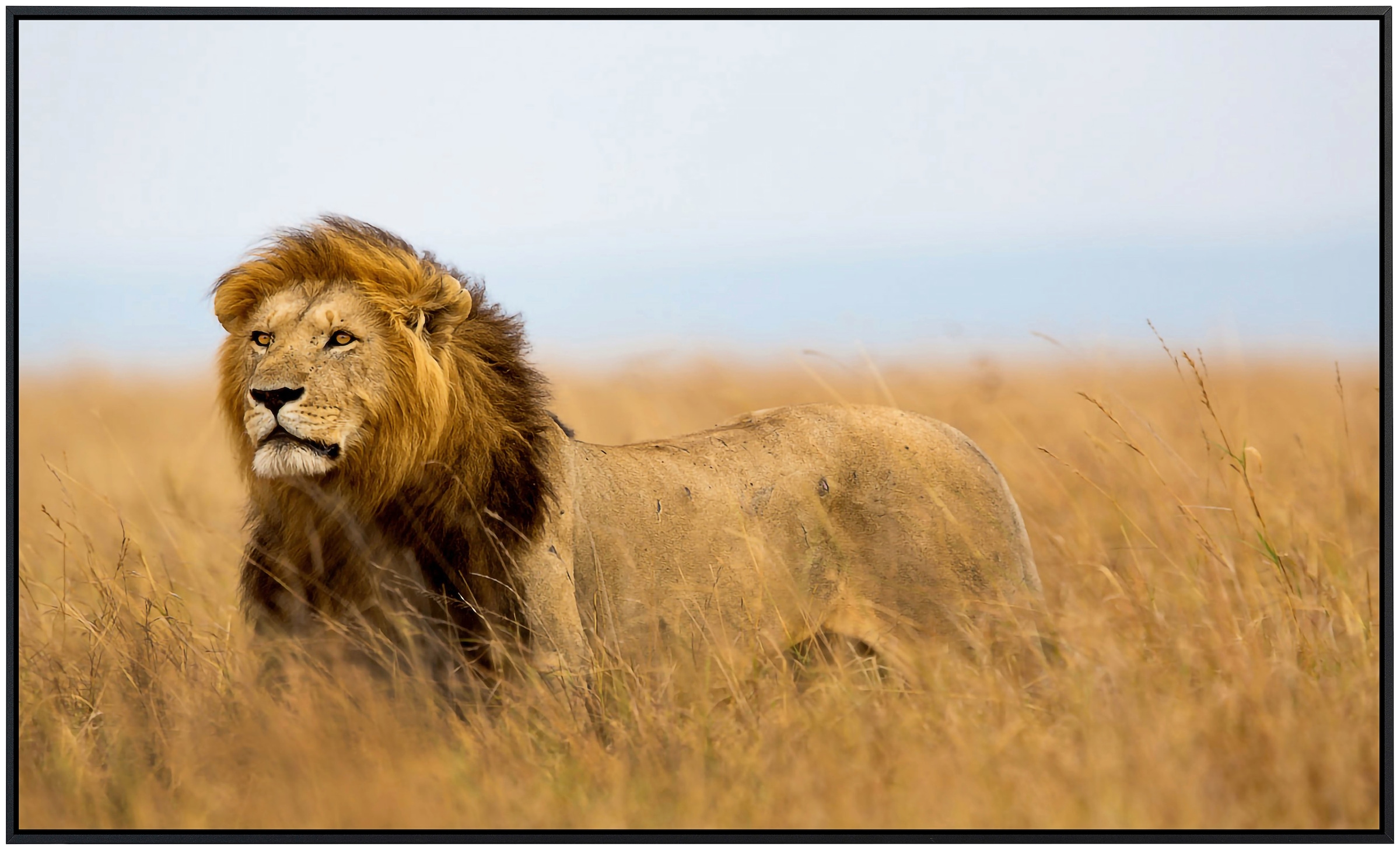 Papermoon Infrarotheizung »Löwe in Masai Mara Kenia«, sehr angenehme Strahlungswärme