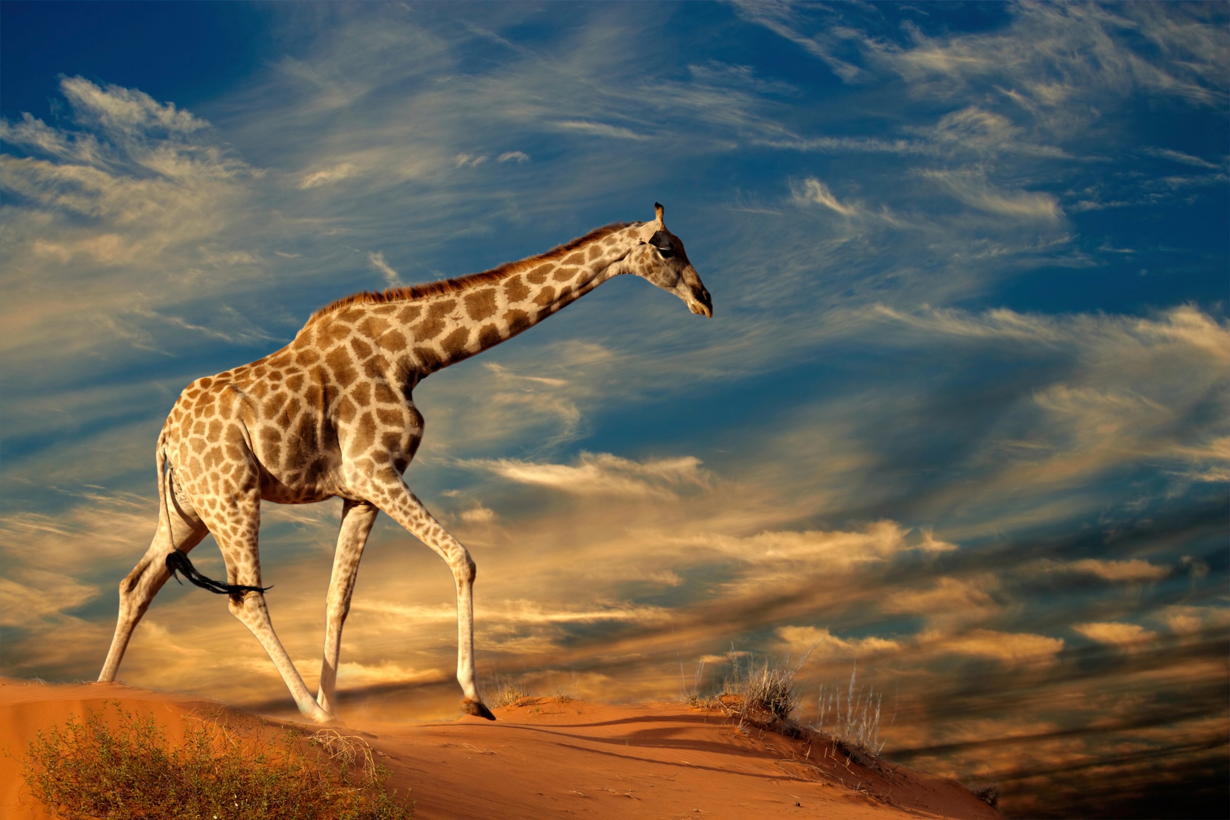 Papermoon Fototapete "GIRAFFE-TIERE AFRIKA SAVANNE STEPPE DÜNE HIMMEL WOLKEN"