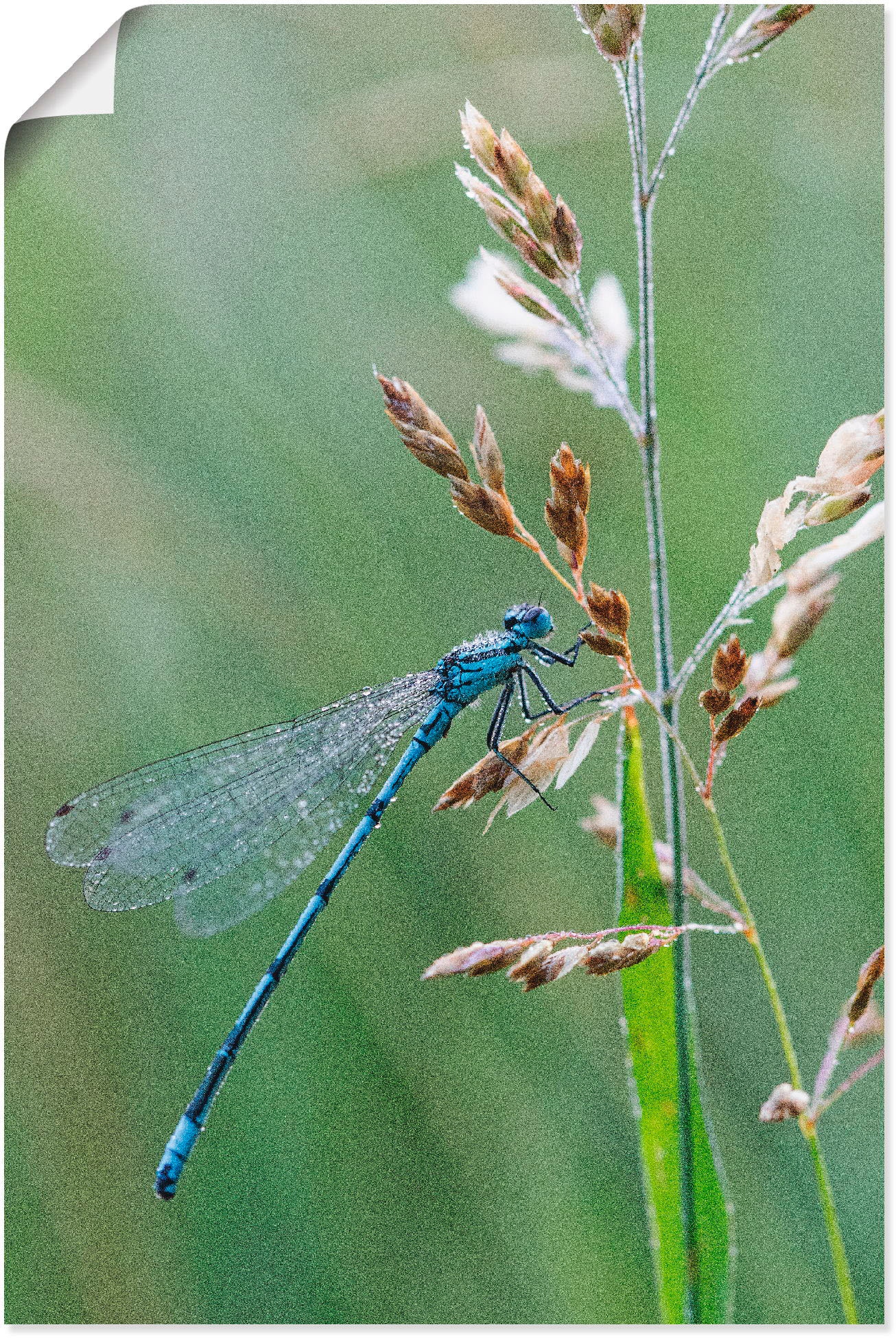 Artland Poster "Kleine Libelle", Insekten, (1 St.), als Alubild, Leinwandbild, Wandaufkleber oder Poster in versch. Größ