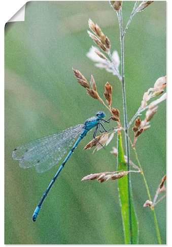 Poster »Kleine Libelle«, Insekten, (1 St.)