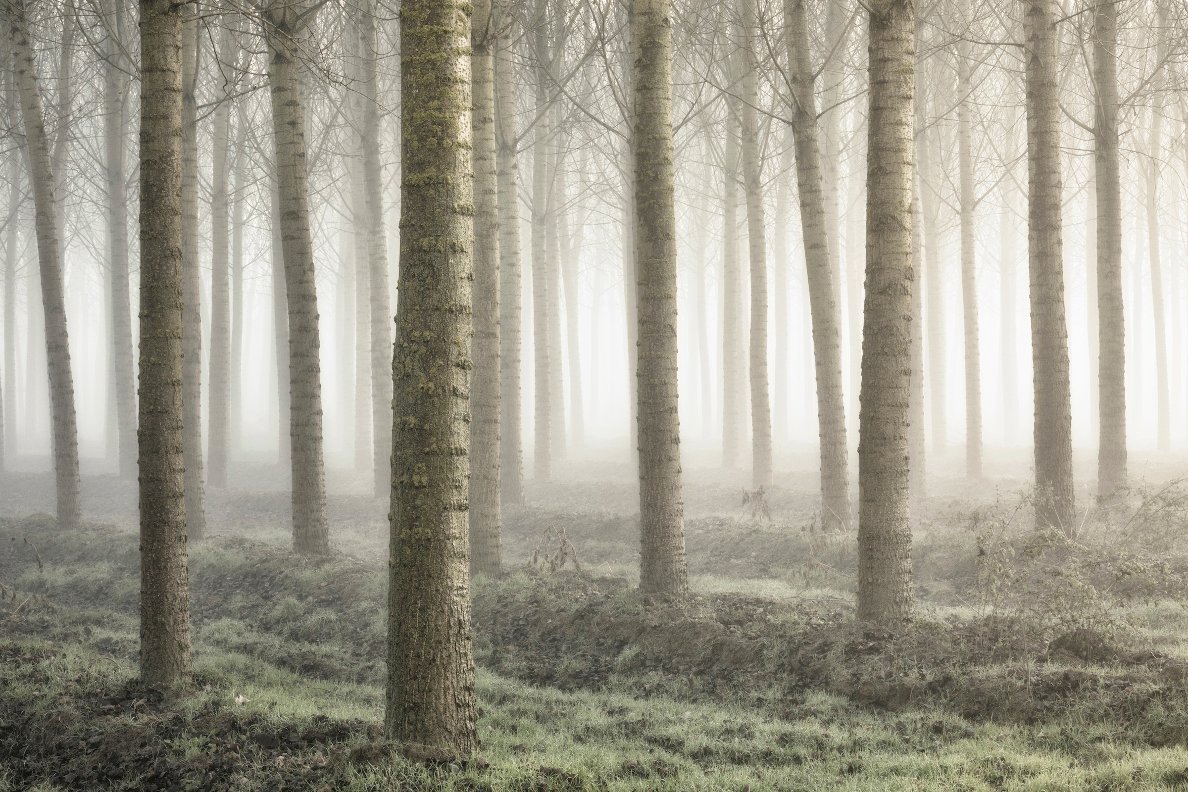 Papermoon Fototapete "Photo-Art FIORENZO CAROZZI, KLEINES WALDLAND"