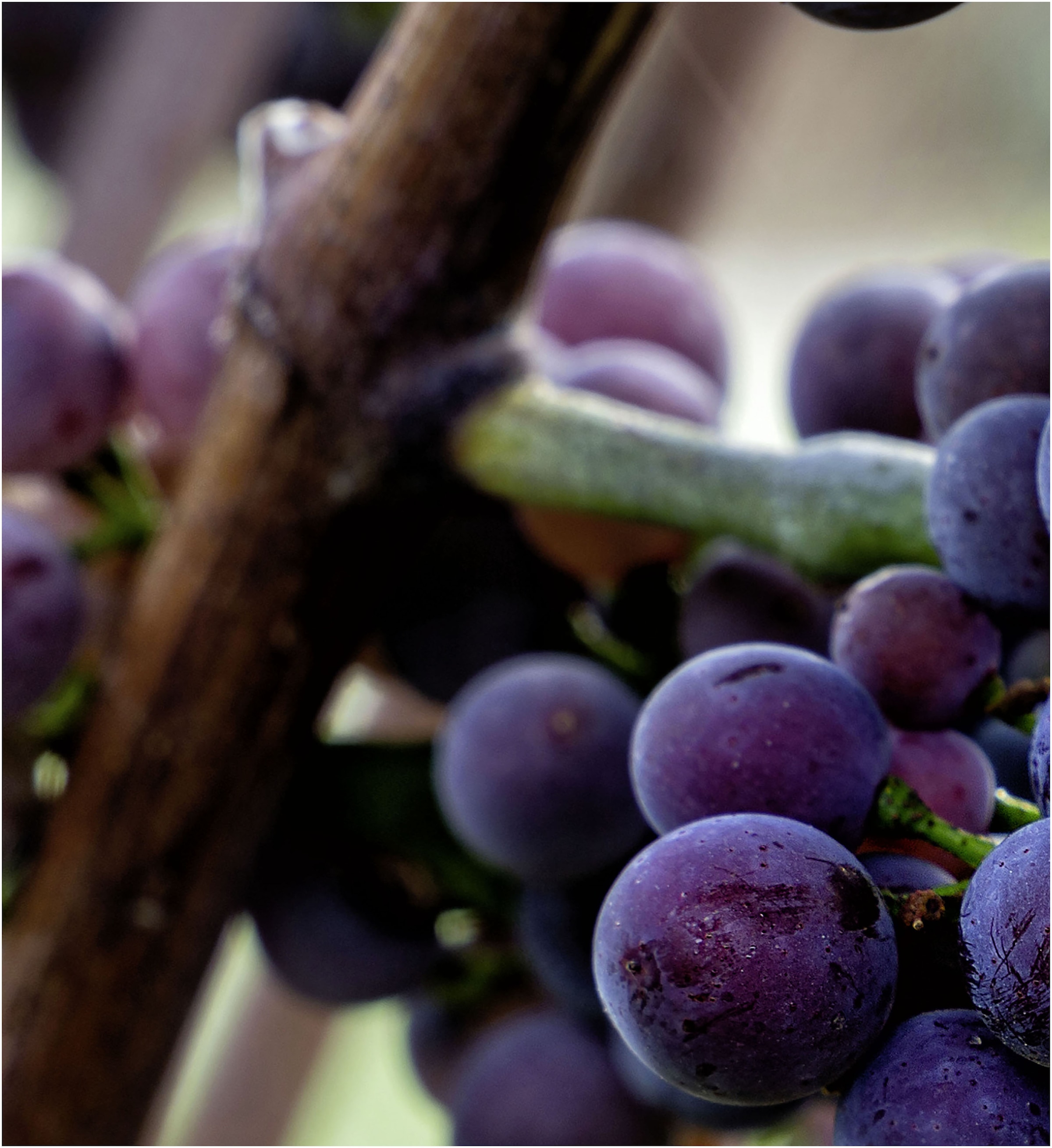 Express Küchen Küchenrückwand »"Weintrauben", als Spritzschutz geeignet, mit Schutzlack versehen,« in verschiedenen Breiten