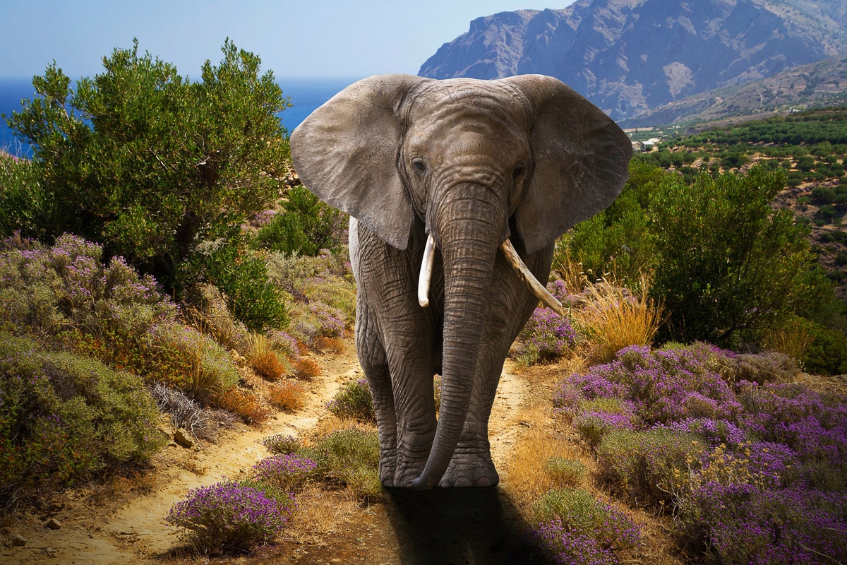 Papermoon Fototapete "ELEFANT-NATUR AFRIKA SAFARI TIERE ELEFANTEN LANDSCHAFT"