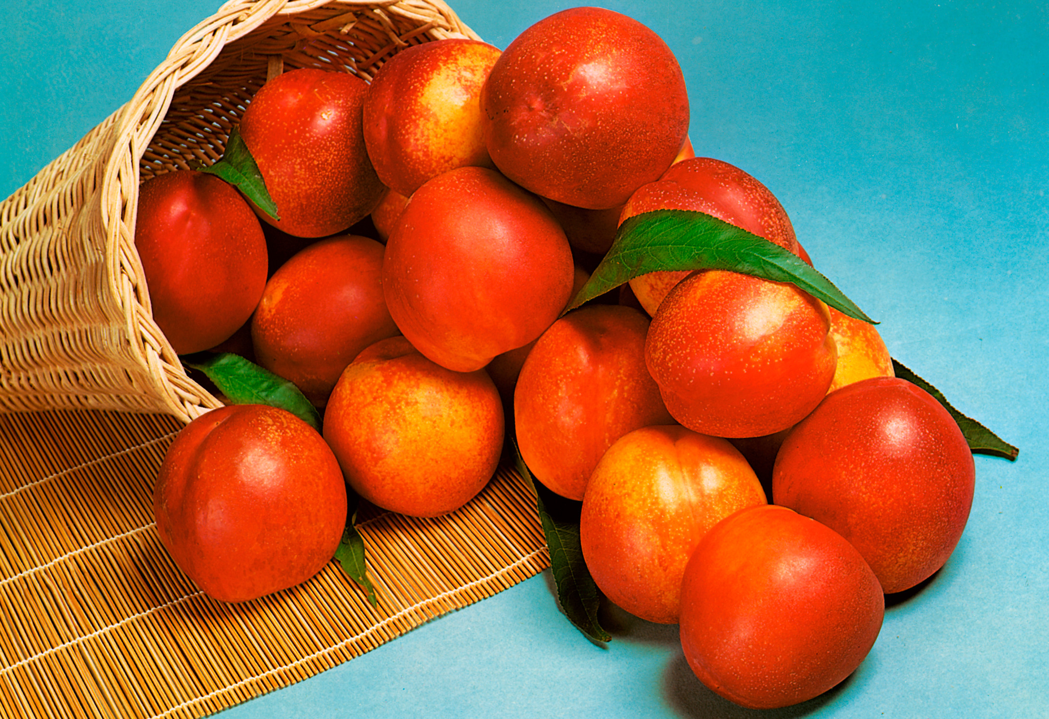 Obstpflanze »Nektarine«, (1 St.), Höhe: 80-100 cm, 1 Pflanze
