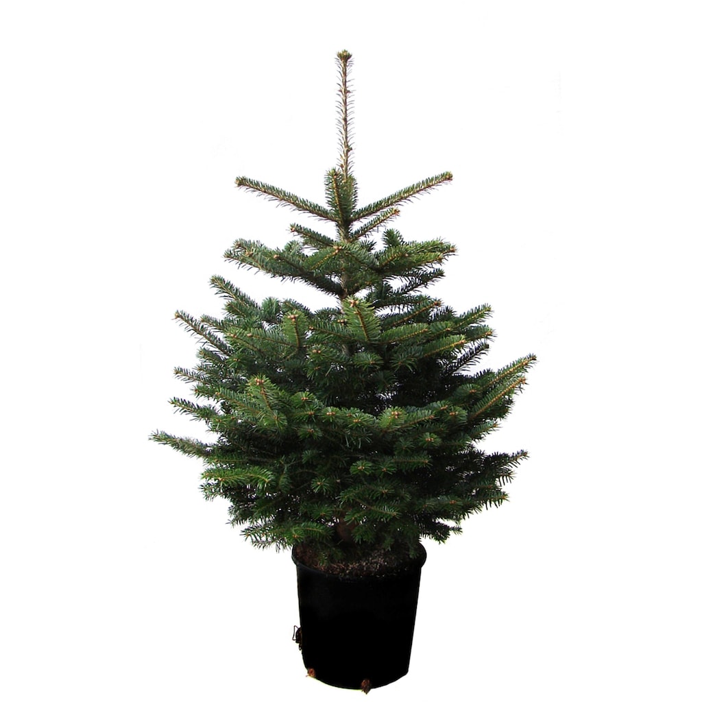 Weihnachtsbaumland Echter Weihnachtsbaum »Echte Nordmanntanne zum Einpflanzen«, im Topf gewachsen