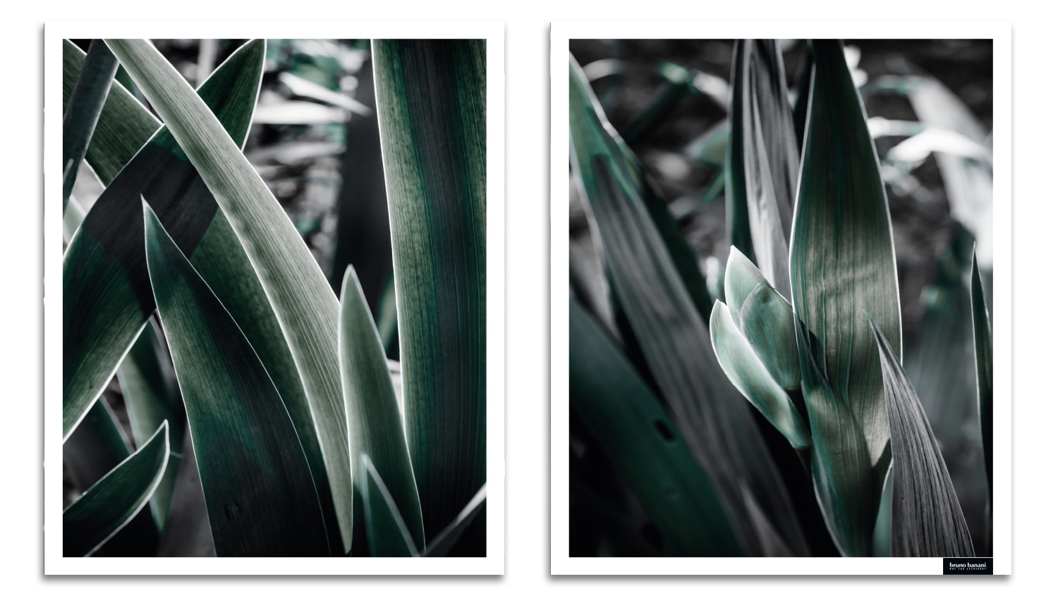 Bruno Banani Bild mit Rahmen »Blätter - Gerahmter Digitaldruck - Wandbild«, Blätter-Blumen-Blumenbilder-Kunst-Modern, (1 St., 2er-Set), 2x 30x40 cm - Holzrahmen - Dekoration - Weißer Rahmen
