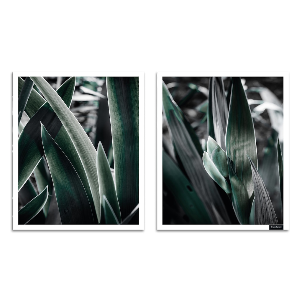 Bruno Banani Bild mit Rahmen »Blätter - Gerahmter Digitaldruck - Wandbild«, Blätter, (1 St., 2er-Set)