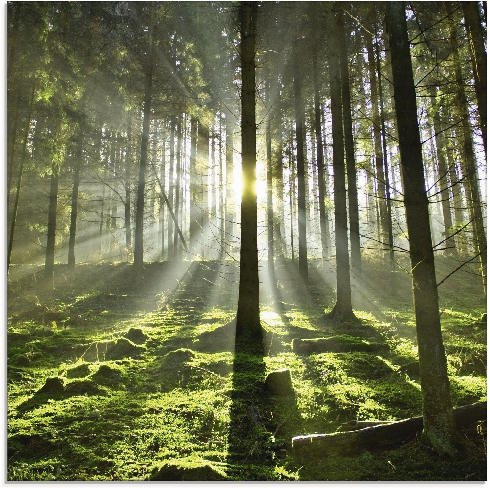 Artland Glasbild "Wald im Gegenlicht" Wald 1 Stk. tlg. in verschiedenen Größen