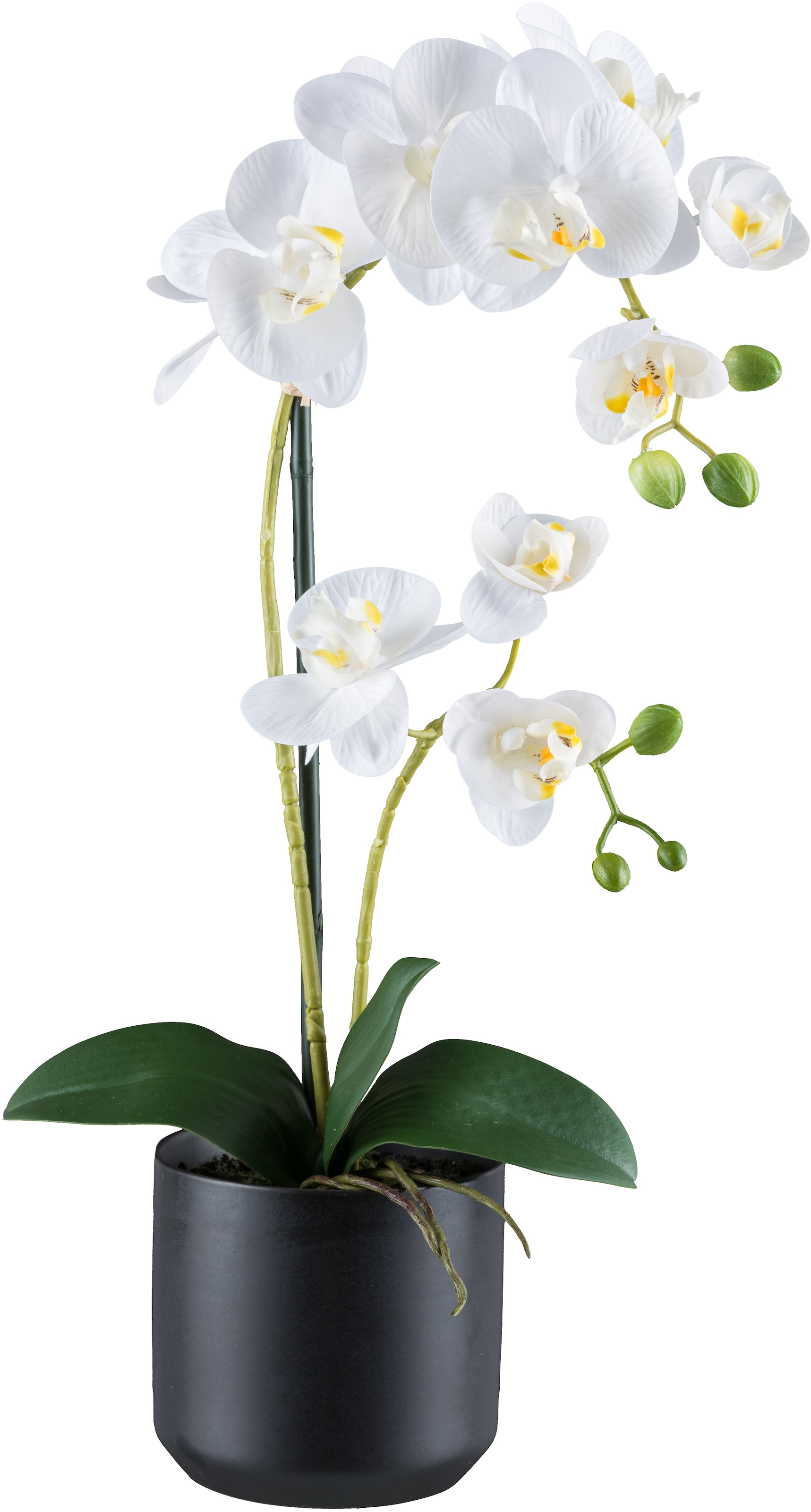 Kunstorchidee »Orchidee Phalaenopsis«, mit Keramiktopf in matter Farbgebung