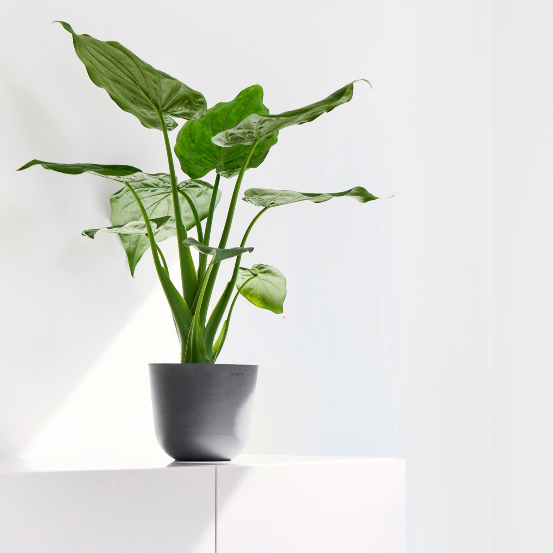 ECOPOTS Blumentopf "Oslo Mini 16 Grau", für den Innenbereich günstig online kaufen